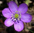 Hepatica.jpg